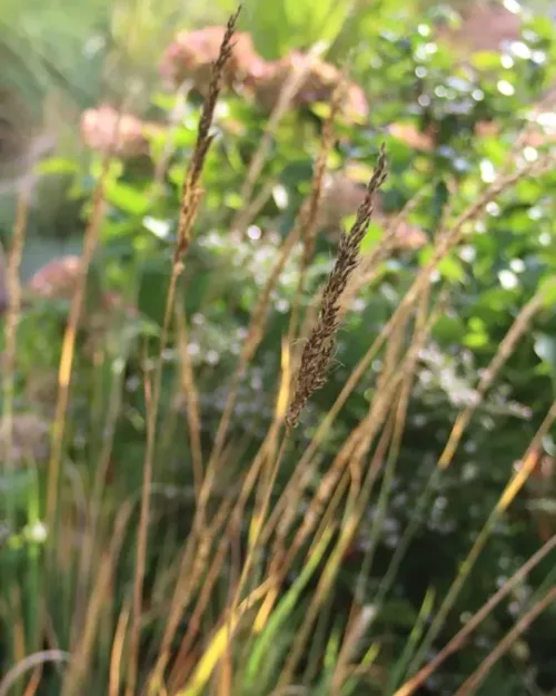 Sorghastrum nutans 'Indian Steel', Goldbartgras