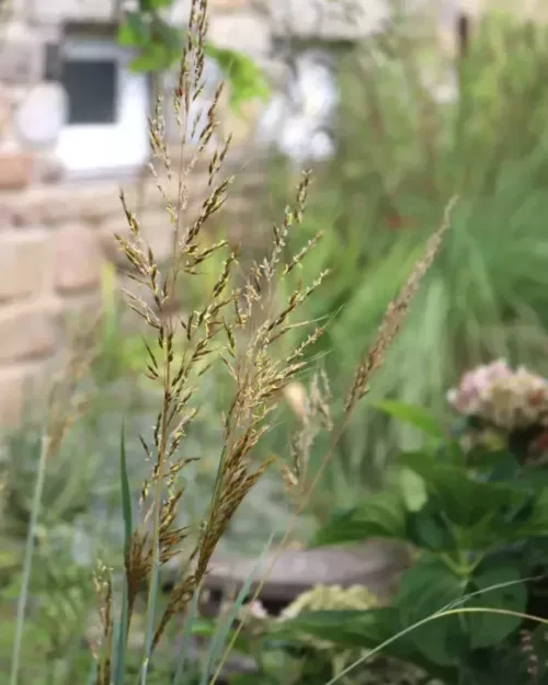 Sorghastrum nutans 'Indian Steel', Goldbartgras