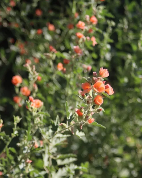 Sphaeralcea ambigua 'Childerley', Wüstenmalve