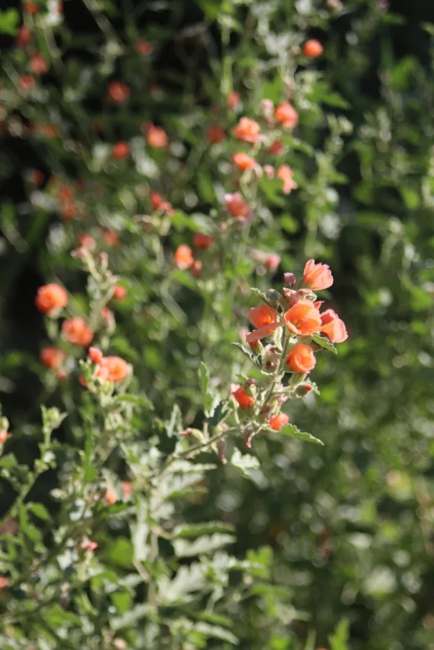 Sphaeralcea ambigua 'Childerley', Wüstenmalve