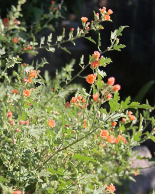 Sphaeralcea ambigua 'Childerley', Wüstenmalve
