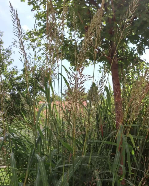 Spodiopogon sibiricus 'West Lake', Zotten-Raugras