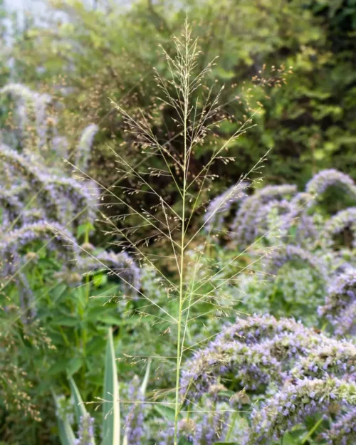 Sporobolus heterolepis, Tautropfengras