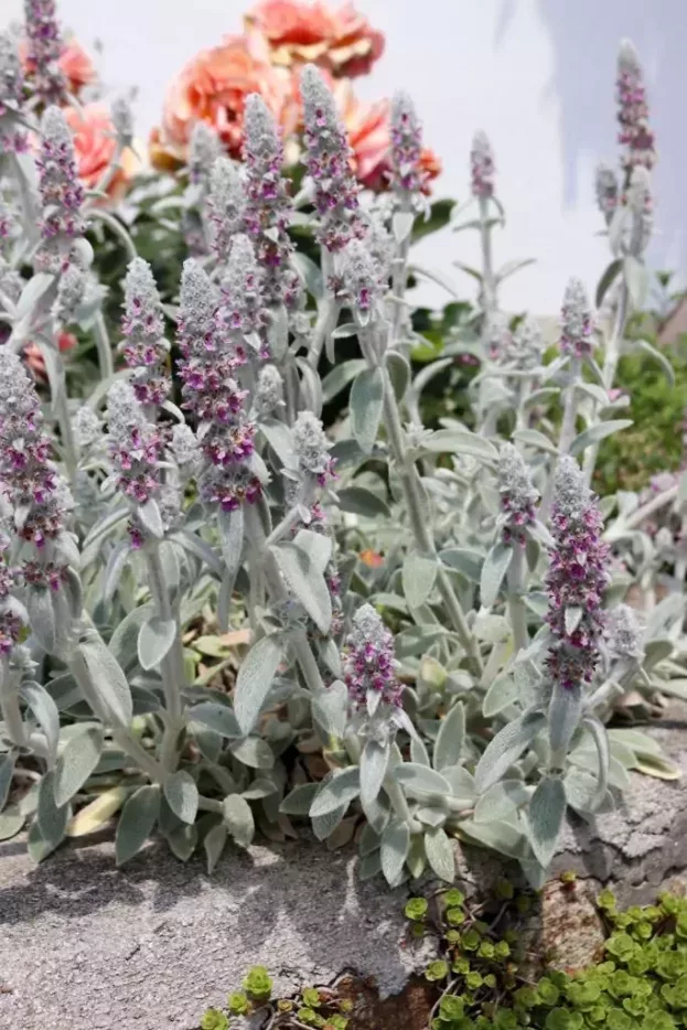Stachys byzanthina, Wollziest