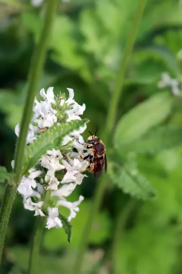 Stachys discolor (Betonica nivea) - Schnee-Ziest