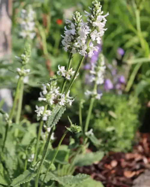 Stachys discolor, Schnee-Ziest, Kaukasus-Ziest