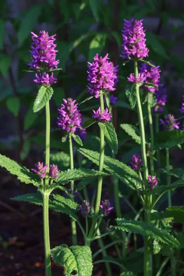 Stachys monieri Hummelo, Säulen-Ziest