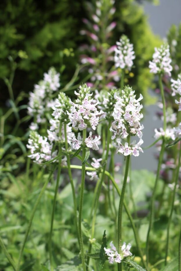 Stachys discolor (Betonica nivea) - Schnee-Ziest