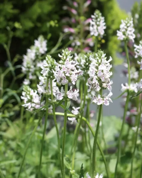 Stachys discolor (Betonica nivea) - Schnee-Ziest