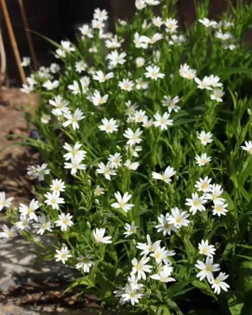 Stellaria holostea - Große Sternmiere