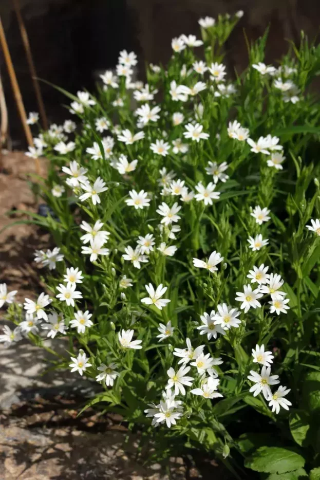 Stellaria holostea - Große Sternmiere