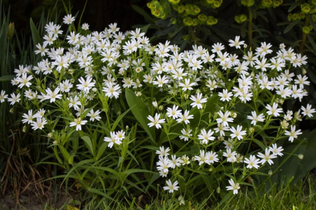 Stellaria holostea - Große Sternmiere