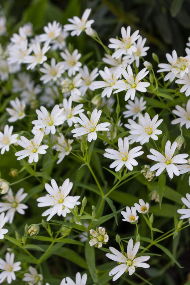 Stellaria holostea - Große Sternmiere