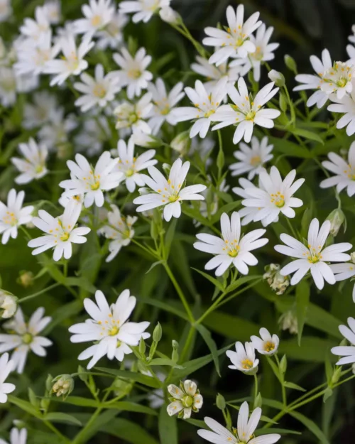 Stellaria holostea - Große Sternmiere