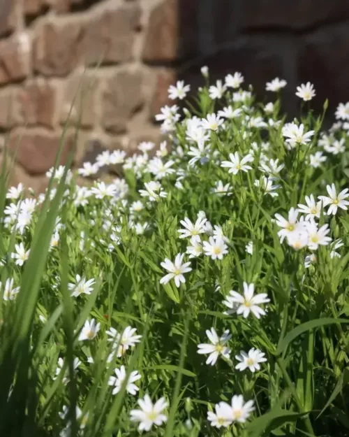 Stellaria holostea - Große Sternmiere