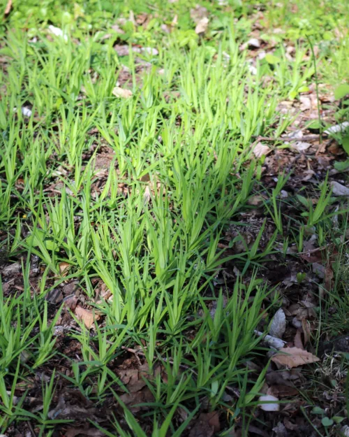 Stellaria holostea