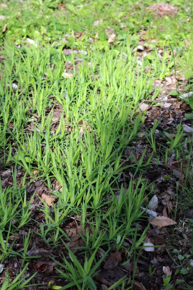 Stellaria holostea