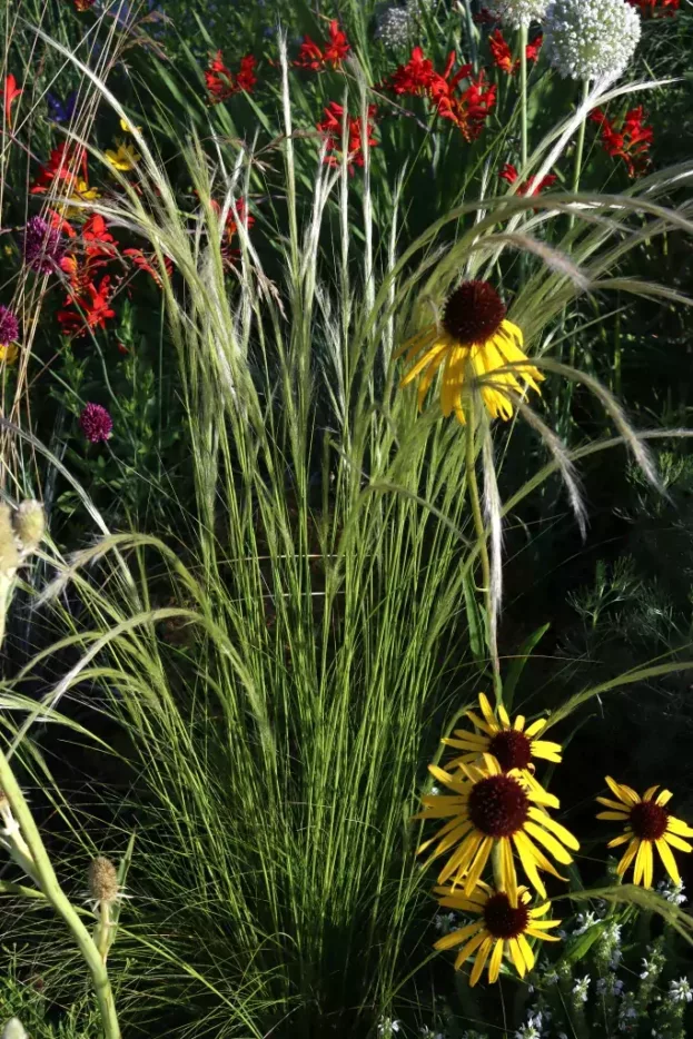 Stipa ichu, Peruanisches Federgras