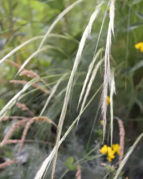 Stipa ichu, Peruanisches Federgras