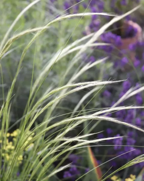 Stipa ichu, Peruanisches Federgras