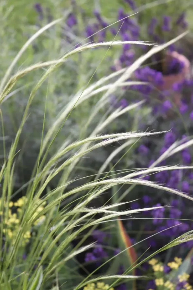 Stipa ichu, Peruanisches Federgras