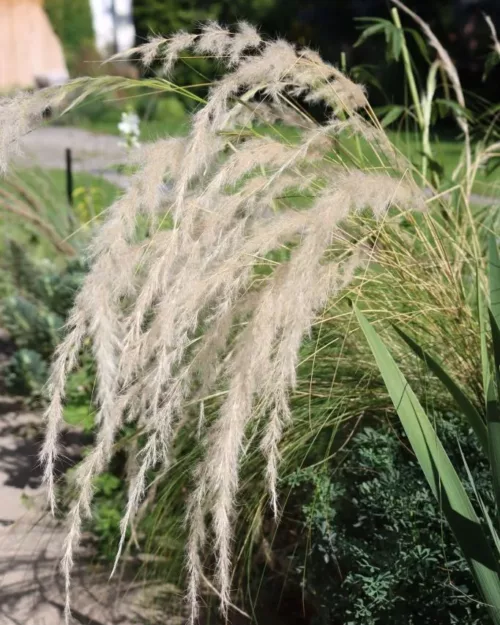 Stipa ichu, Peruanisches Federgras