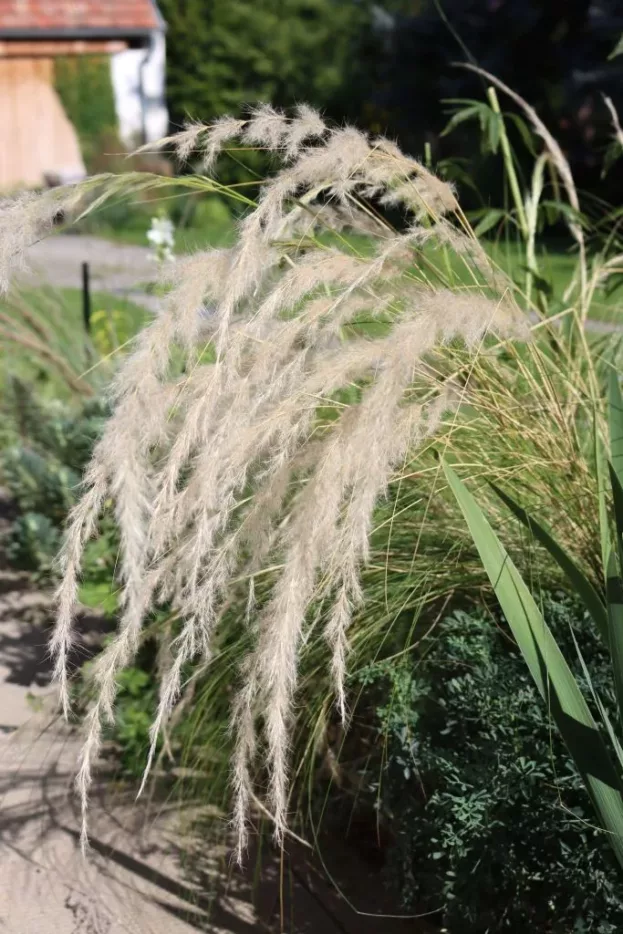 Stipa ichu, Peruanisches Federgras