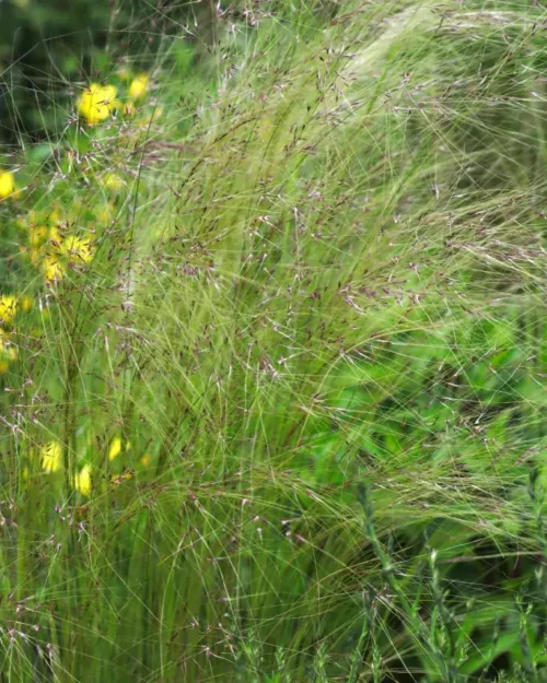 Stipa tenuissima (Nassella tenuissima) - Mexikanisches Federgras