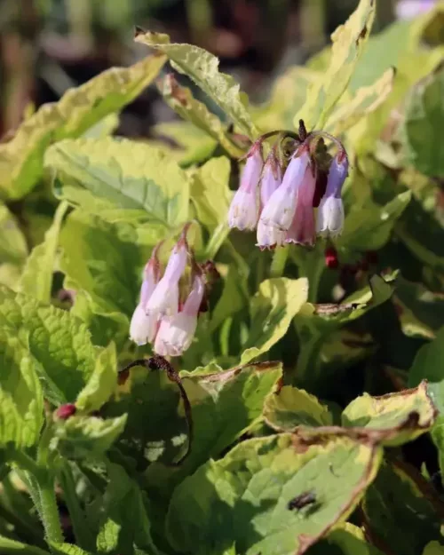 Symphytum 'Goldsmith', Beinwell