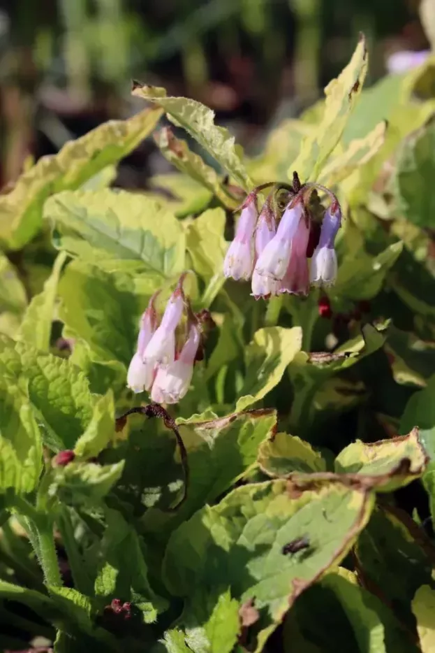 Symphytum 'Goldsmith', Beinwell