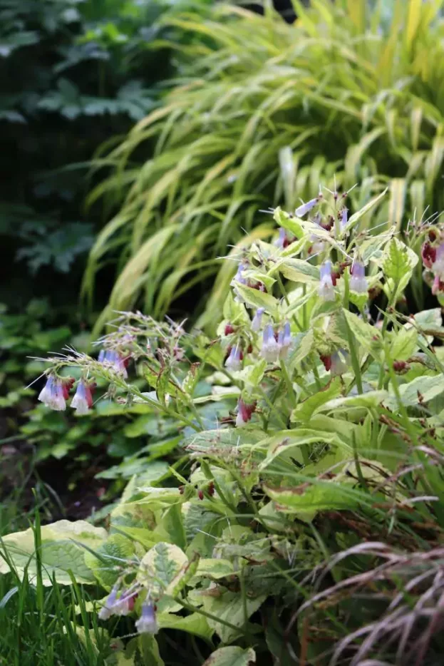 Symphytum 'Goldsmith', Beinwell