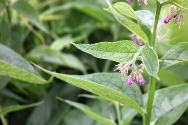 Symphytum officinale, Beinwell