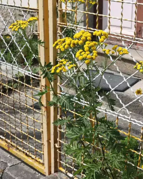 Tanacetum vulgare, Rainfarn