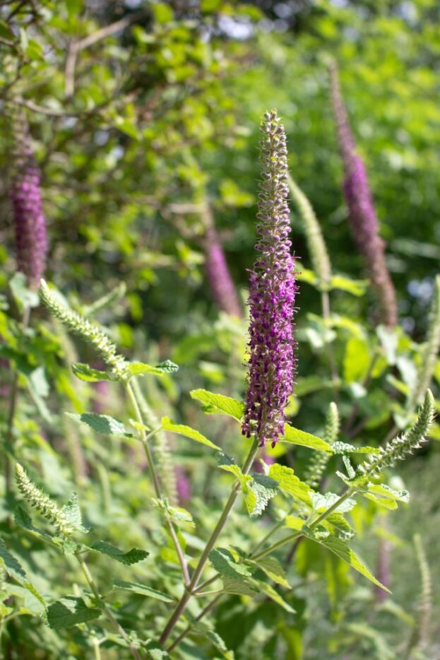 Teucrium hircanicum ‘Paradise Delight’