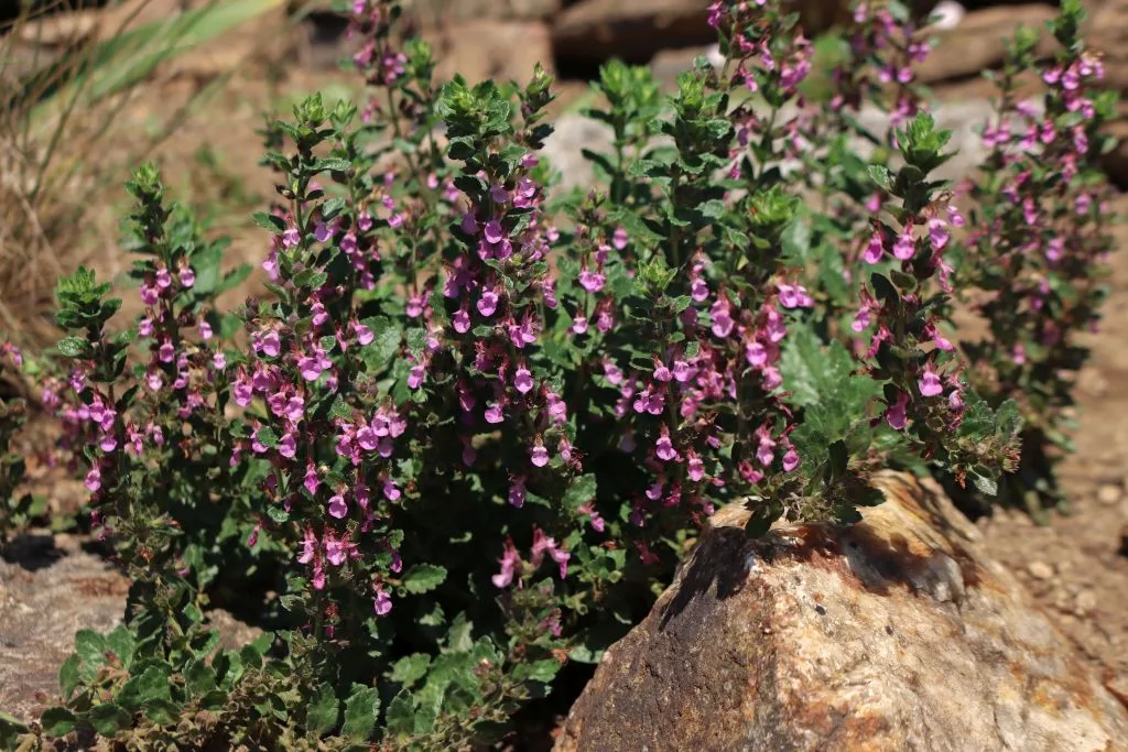 Edel Gamander Wissen Shop Teucrium Chamaedrys Pflanzkompass