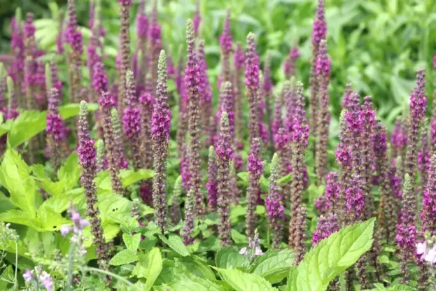 Teucrium hircanicum ‘Paradise Delight’