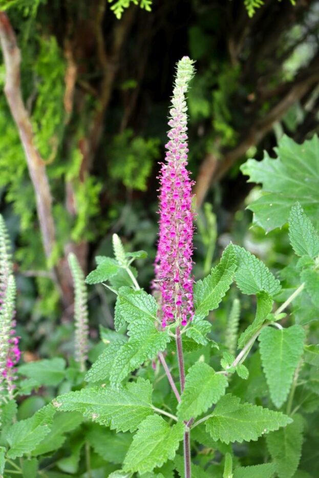 Teucrium hircanicum ‘Paradise Delight’