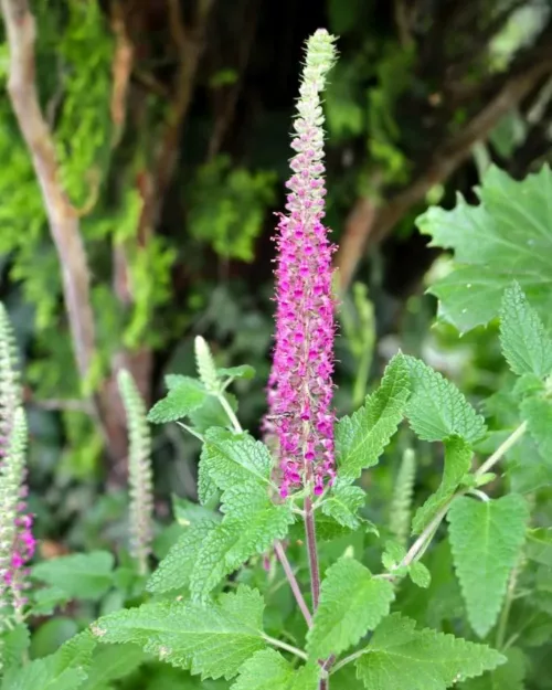 Teucrium hircanicum ‘Paradise Delight’