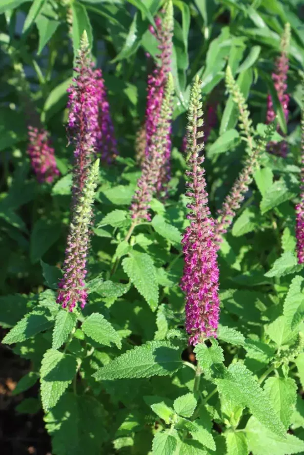 Teucrium hircanicum ‘Paradise Delight’