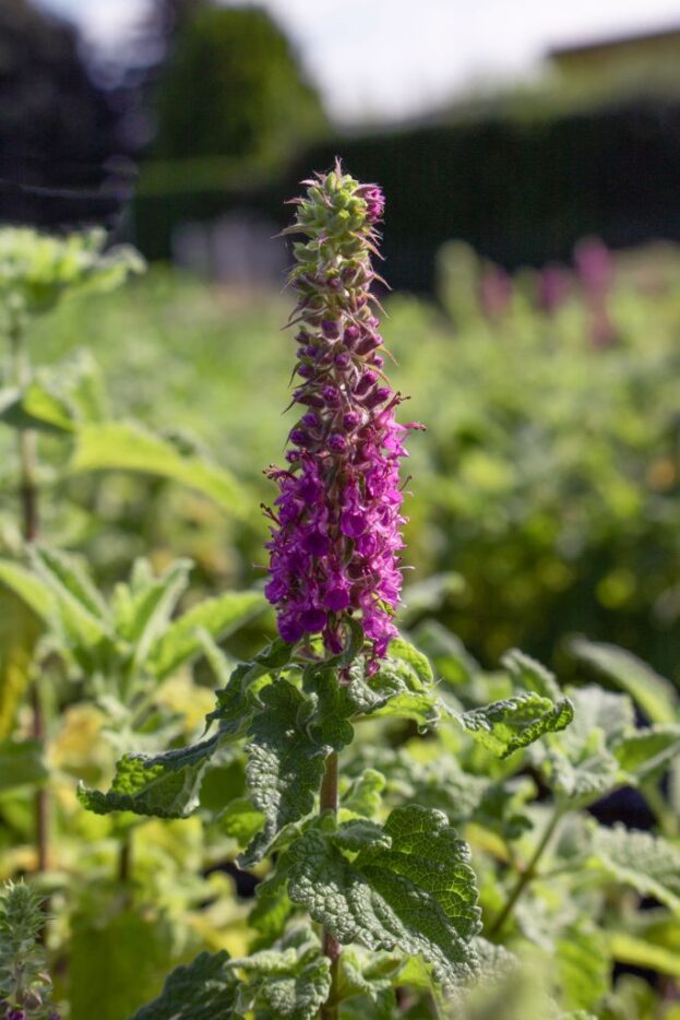 Teucrium hircanicum ‘Paradise Delight’