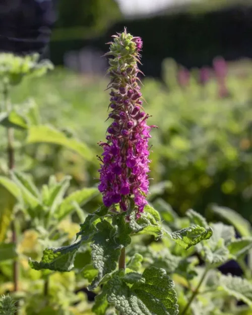 Teucrium hircanicum ‘Paradise Delight’