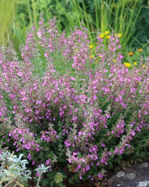 Teucrium lucidrys, Gamander