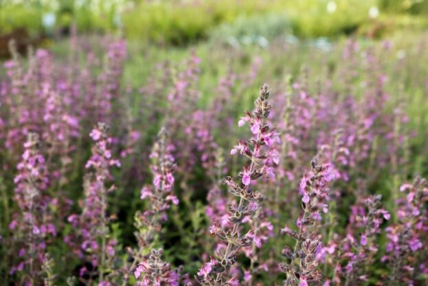 Teucrium lucidrys, Gamander