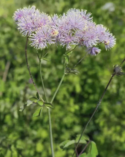 Thalictrum aquilegifolium, Akeleiblättrige Wiesenraute