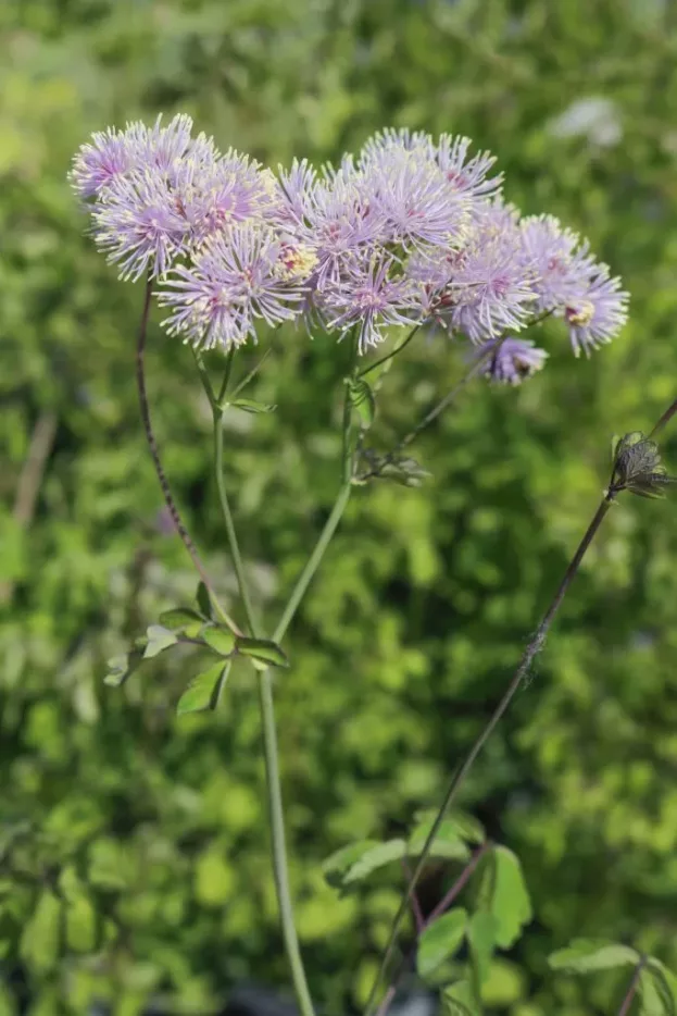 Thalictrum aquilegifolium, Akeleiblättrige Wiesenraute