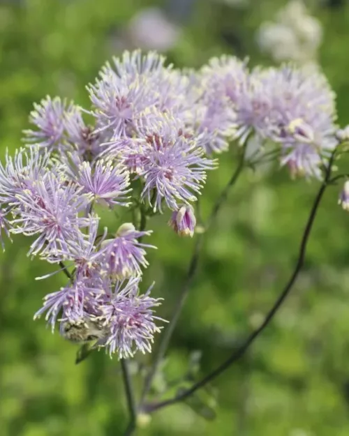 Thalictrum aquilegifolium, Akeleiblättrige Wiesenraute