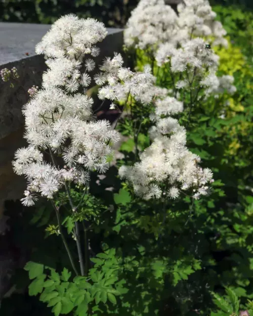 Thalictrum aquilegifolium - Akeleiblättrige Wiesenraute