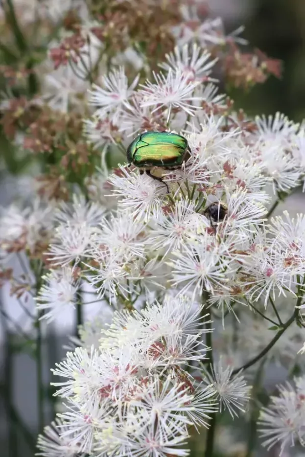 Thalictrum aquilegifolium, Akeleiblättrige Wiesenraute