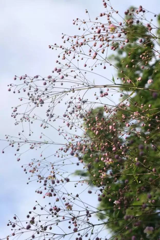 Thalictrum delavayi, Chinesische Wiesenraute