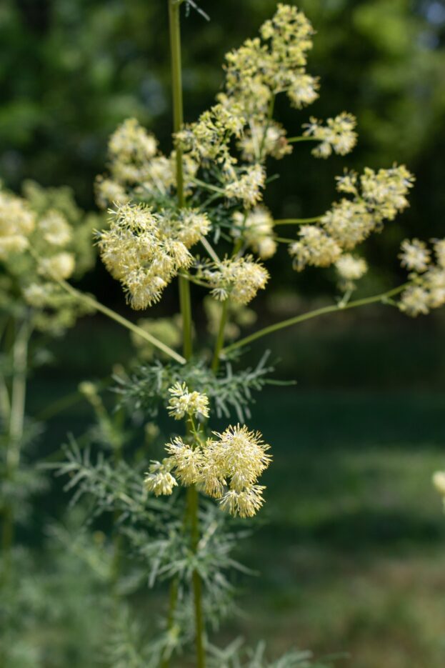 Thalictum speciosissimum (flavum ssp. glaucum), Graublättrige Wiesenraute